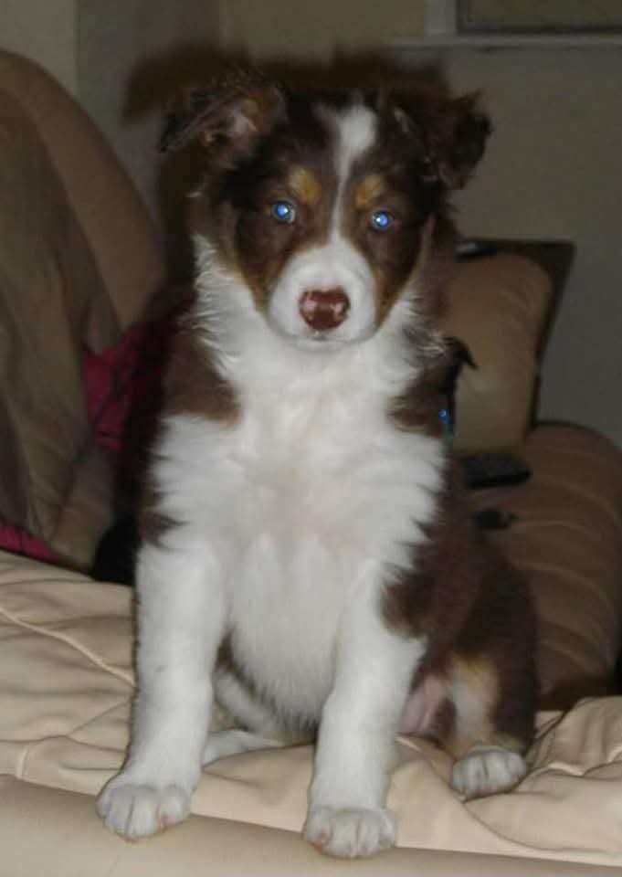 Halo Ronan and Gaffer tweet media