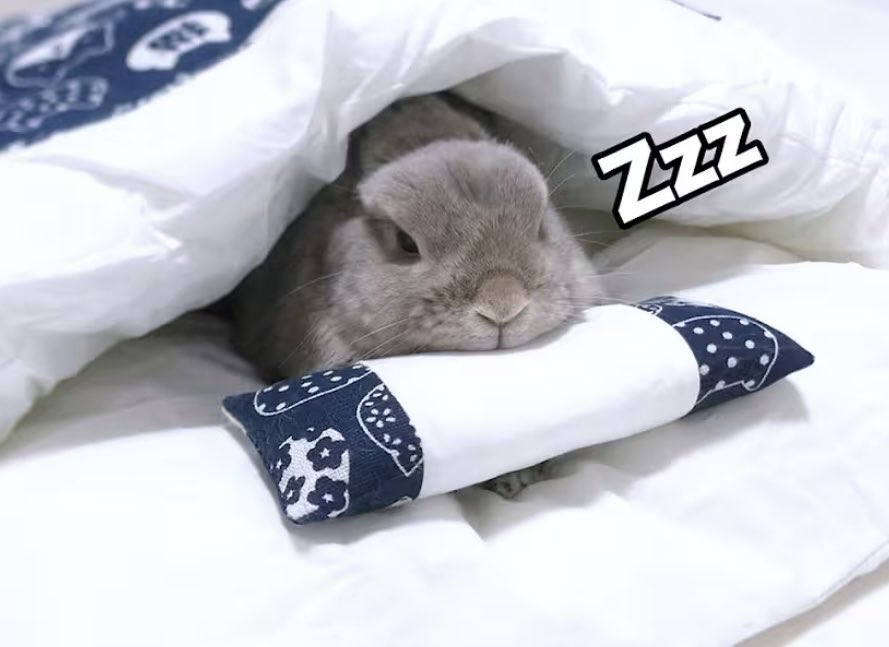 スタちゃんねる【うさぎ部屋】 tweet media