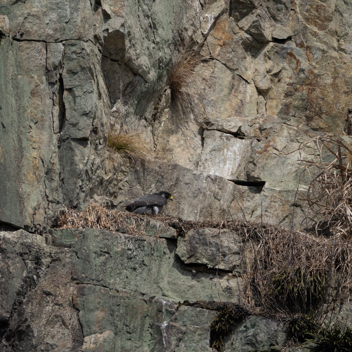 Hide | Peregrine Falcon Study tweet media