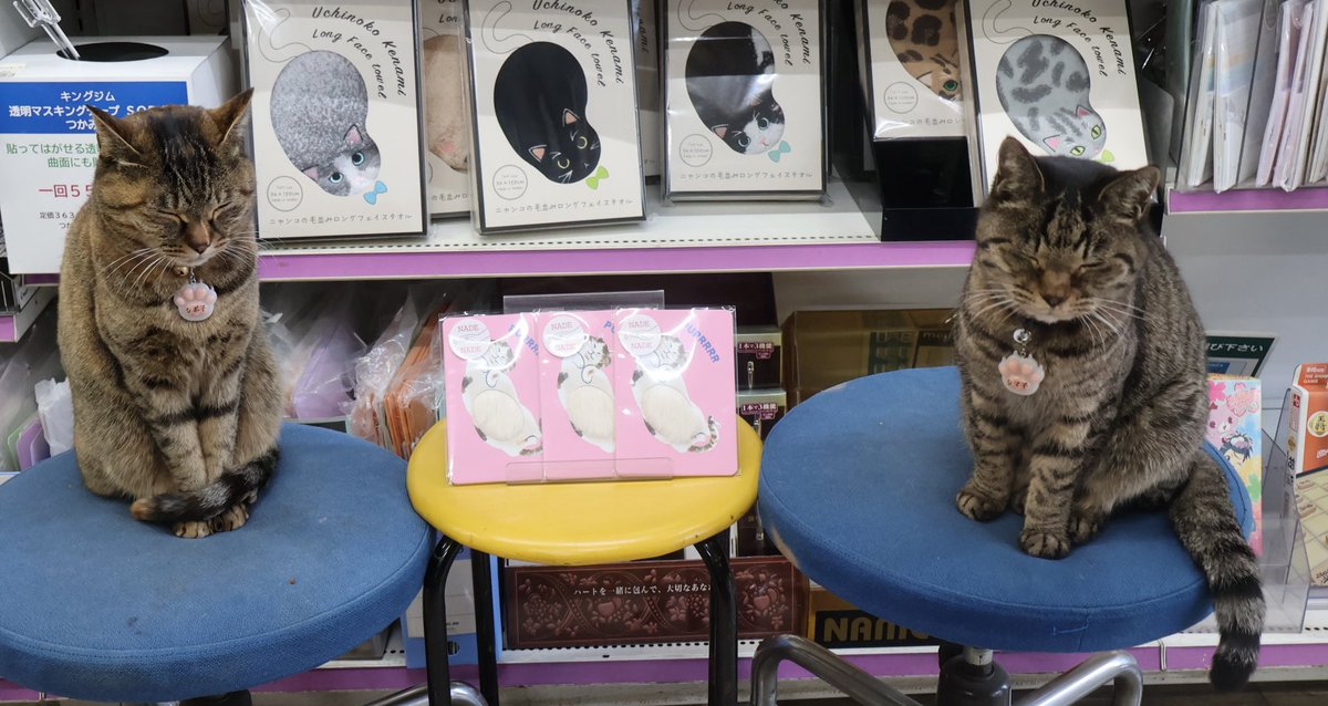 ねこがいる文具店万年堂 tweet media