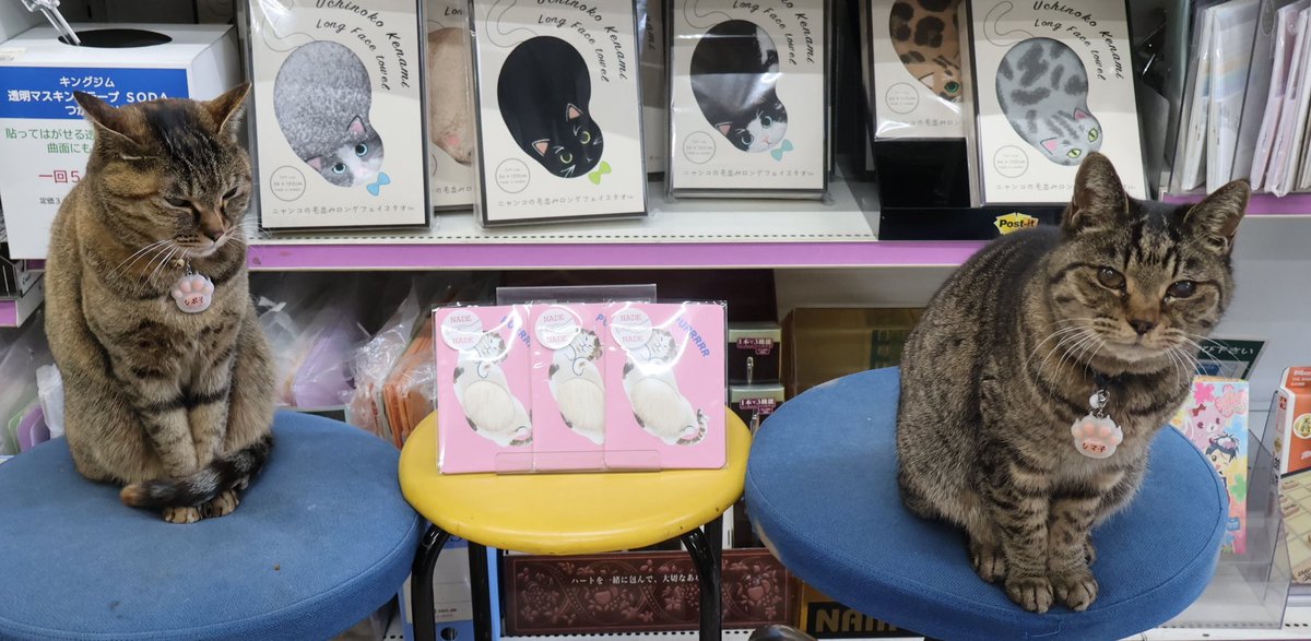 ねこがいる文具店万年堂 tweet media