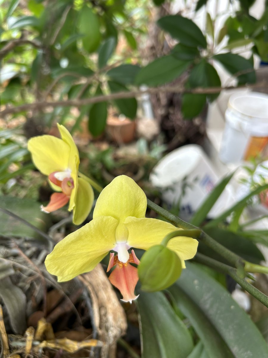 José E. Devárez tweet media