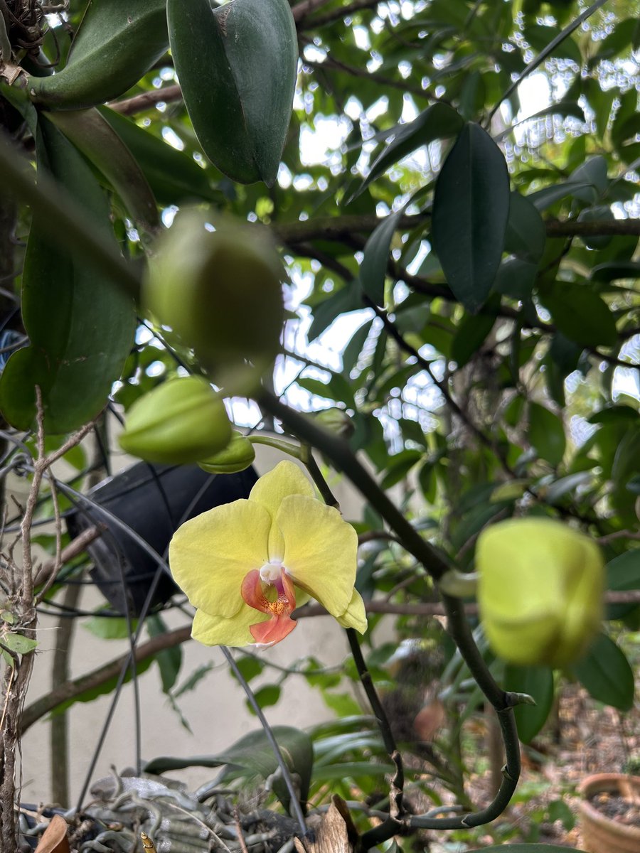 José E. Devárez tweet media