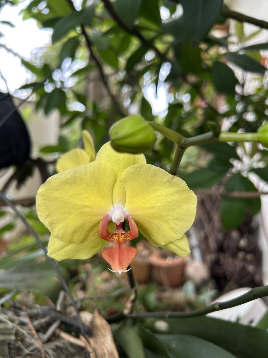 José E. Devárez tweet media