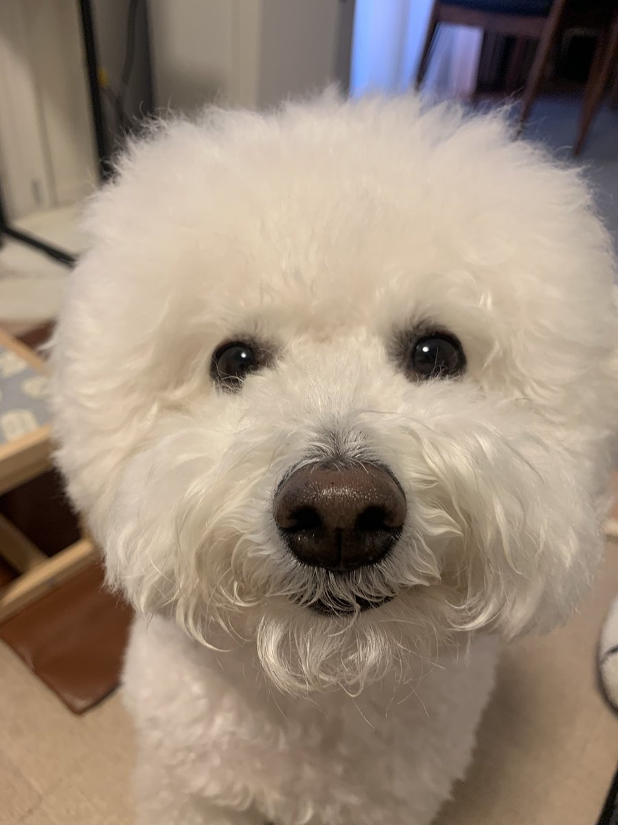 もこみちゃんと一緒 tweet media