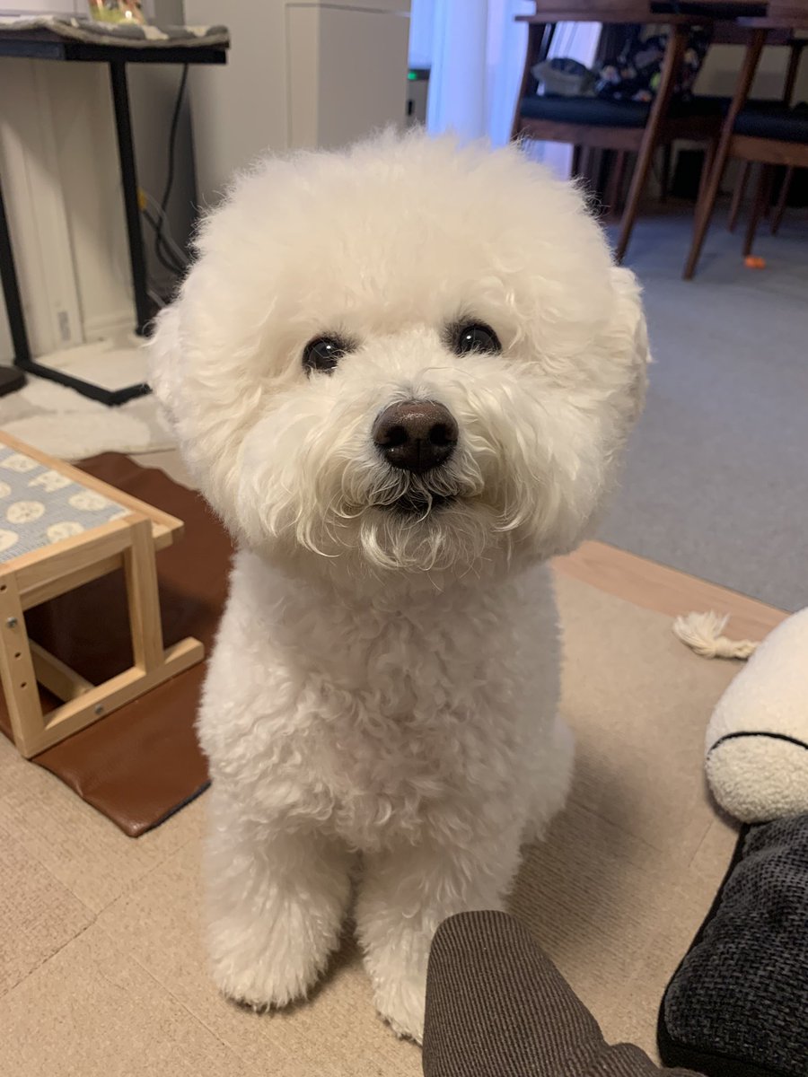 もこみちゃんと一緒 tweet media