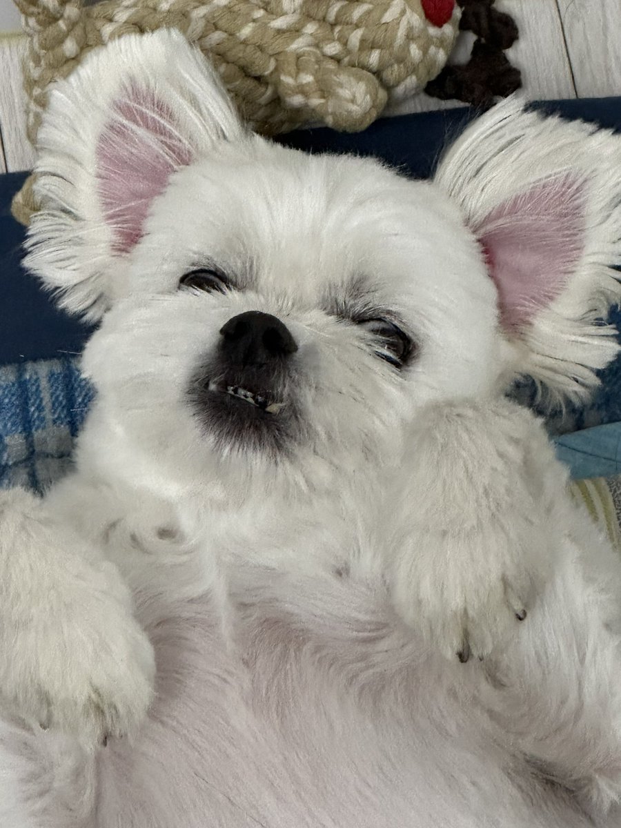 콜리!! tweet media