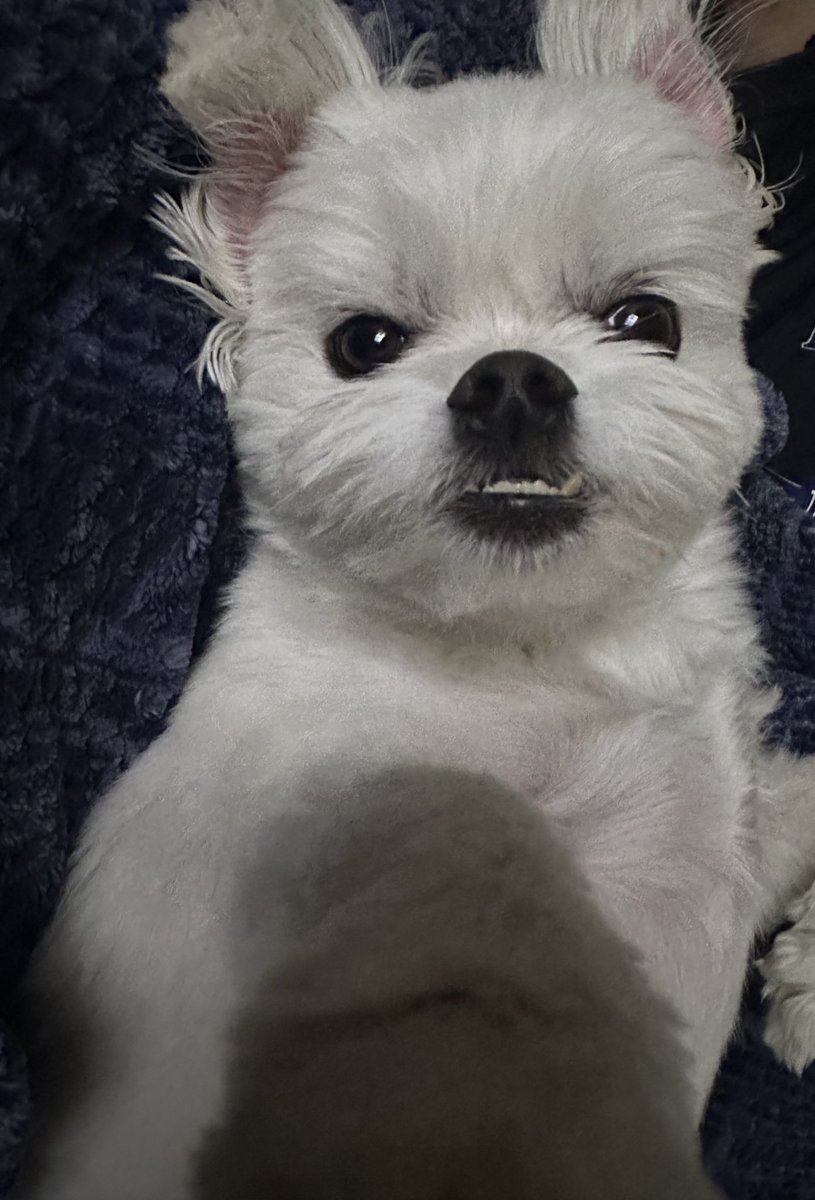 콜리!! tweet media