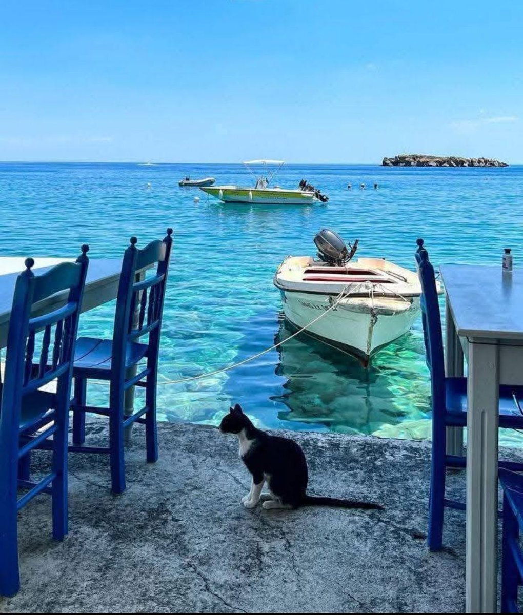 GALATEA💜✨ tweet media