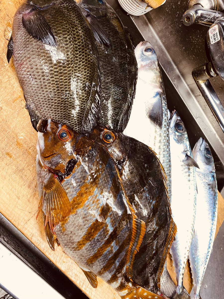 喜笑 KISSHOW tweet media