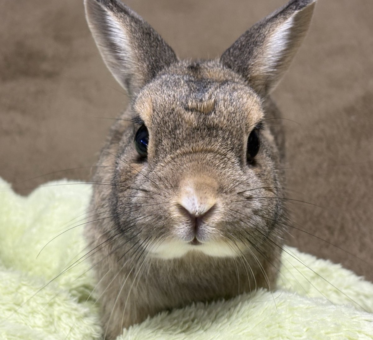 うさぎのちゃっぴー tweet media