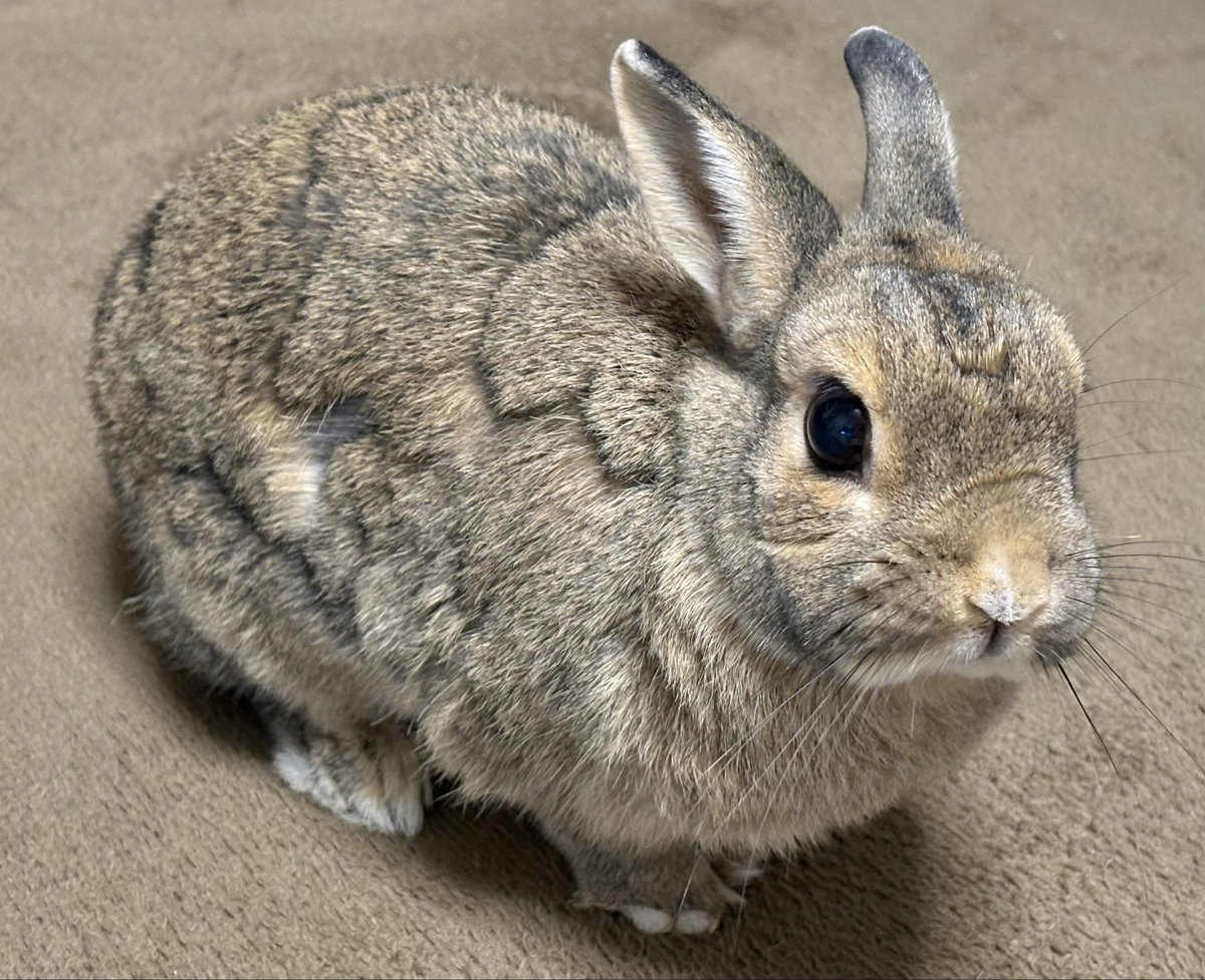 うさぎのちゃっぴー tweet media