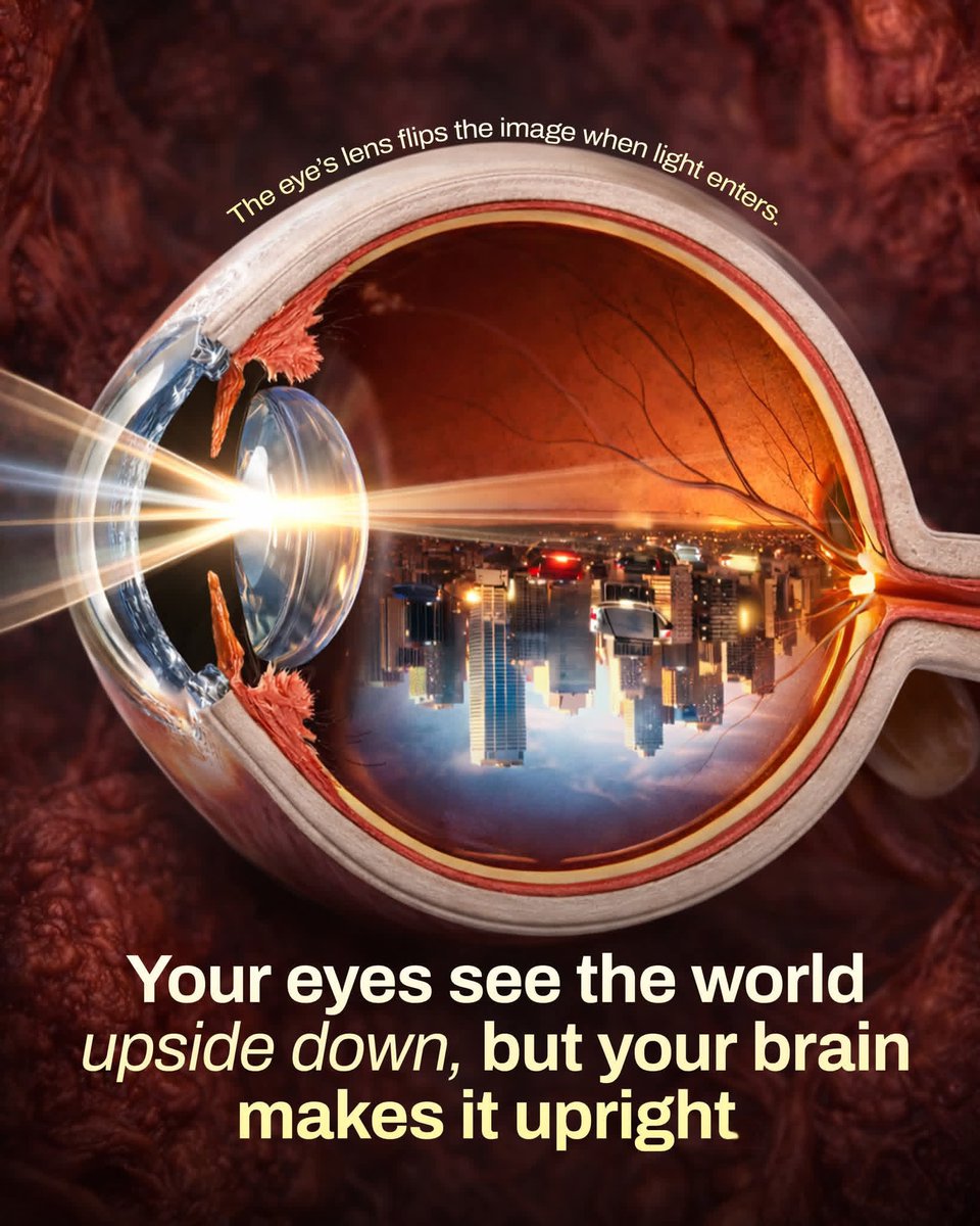 Shining Science tweet media