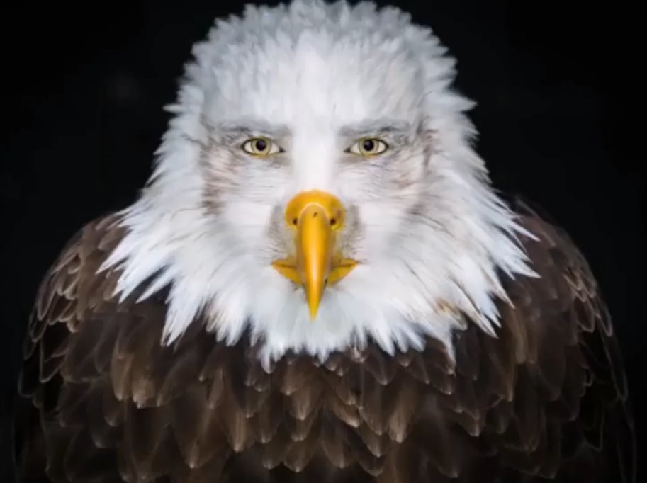 Pool ⚫🦊⚪ tweet media