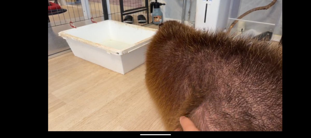 空音(たかね)🎀*カピバラマロン親衛隊🌰 tweet media