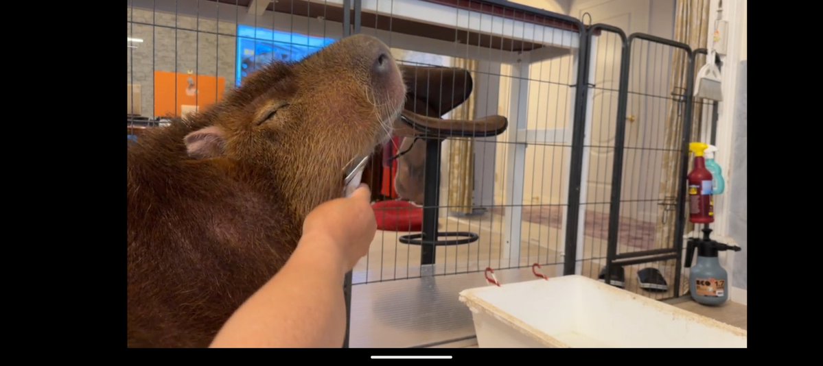 空音(たかね)🎀*カピバラマロン親衛隊🌰 tweet media