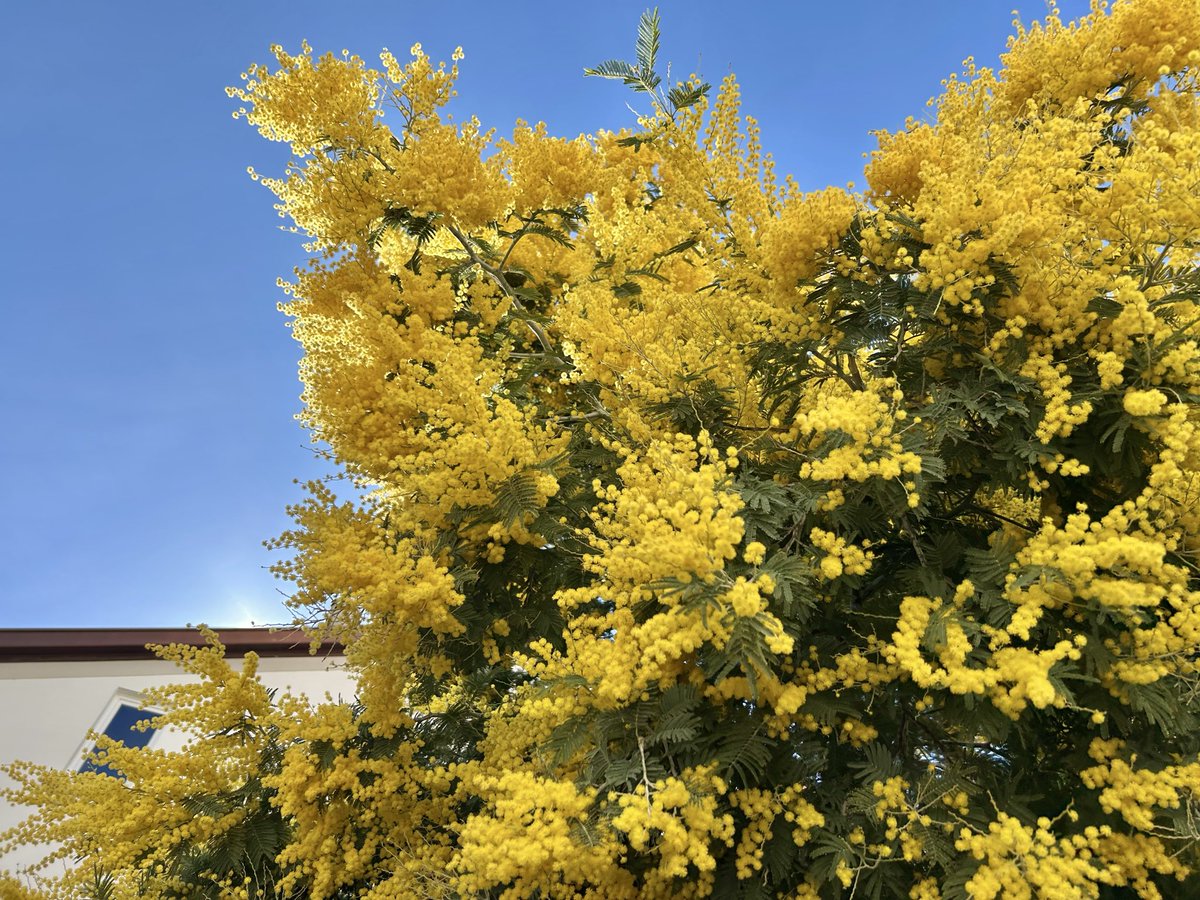 しずモロコシ tweet media