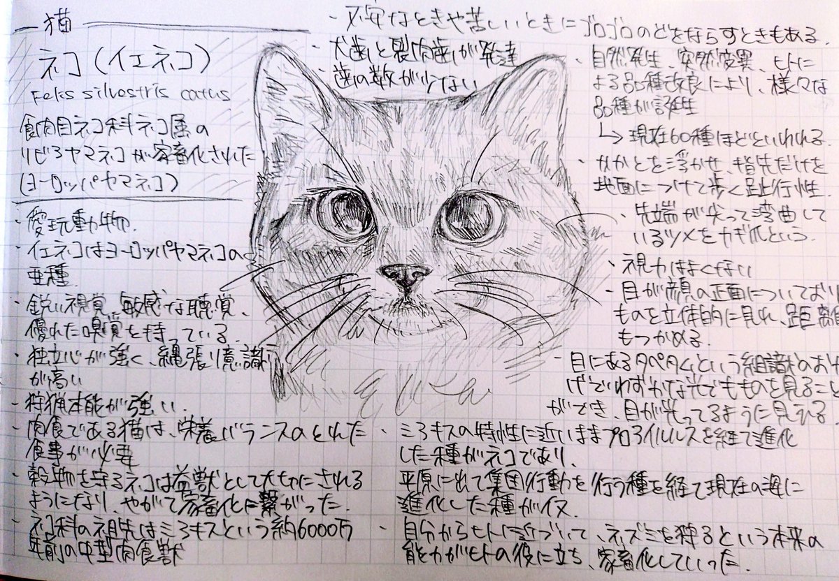 さぶ駄犬どりる tweet media