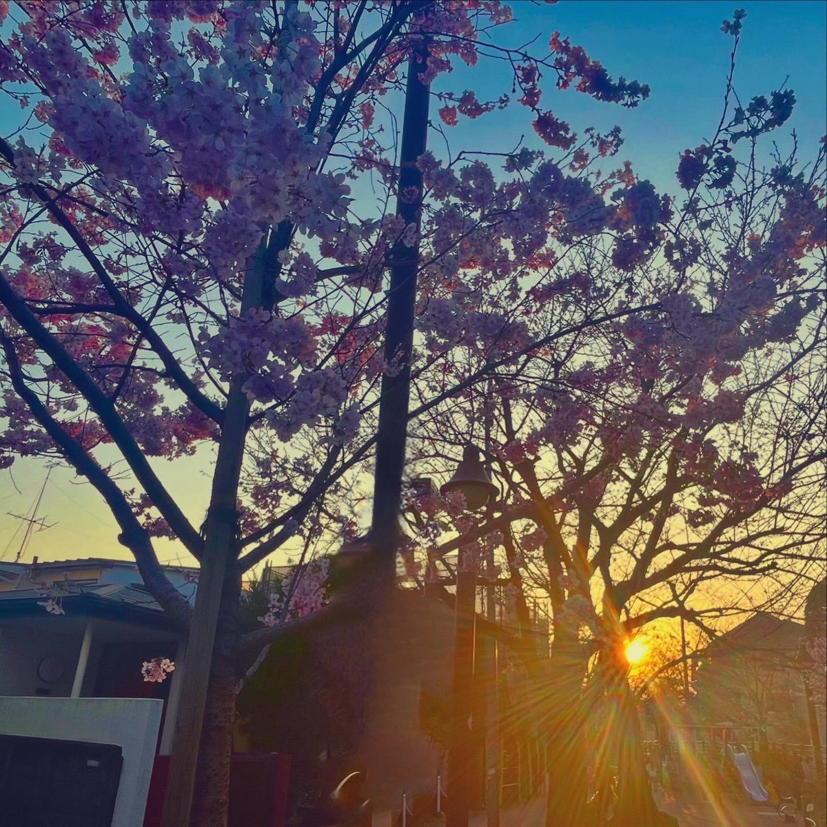 金原千恵子 tweet media