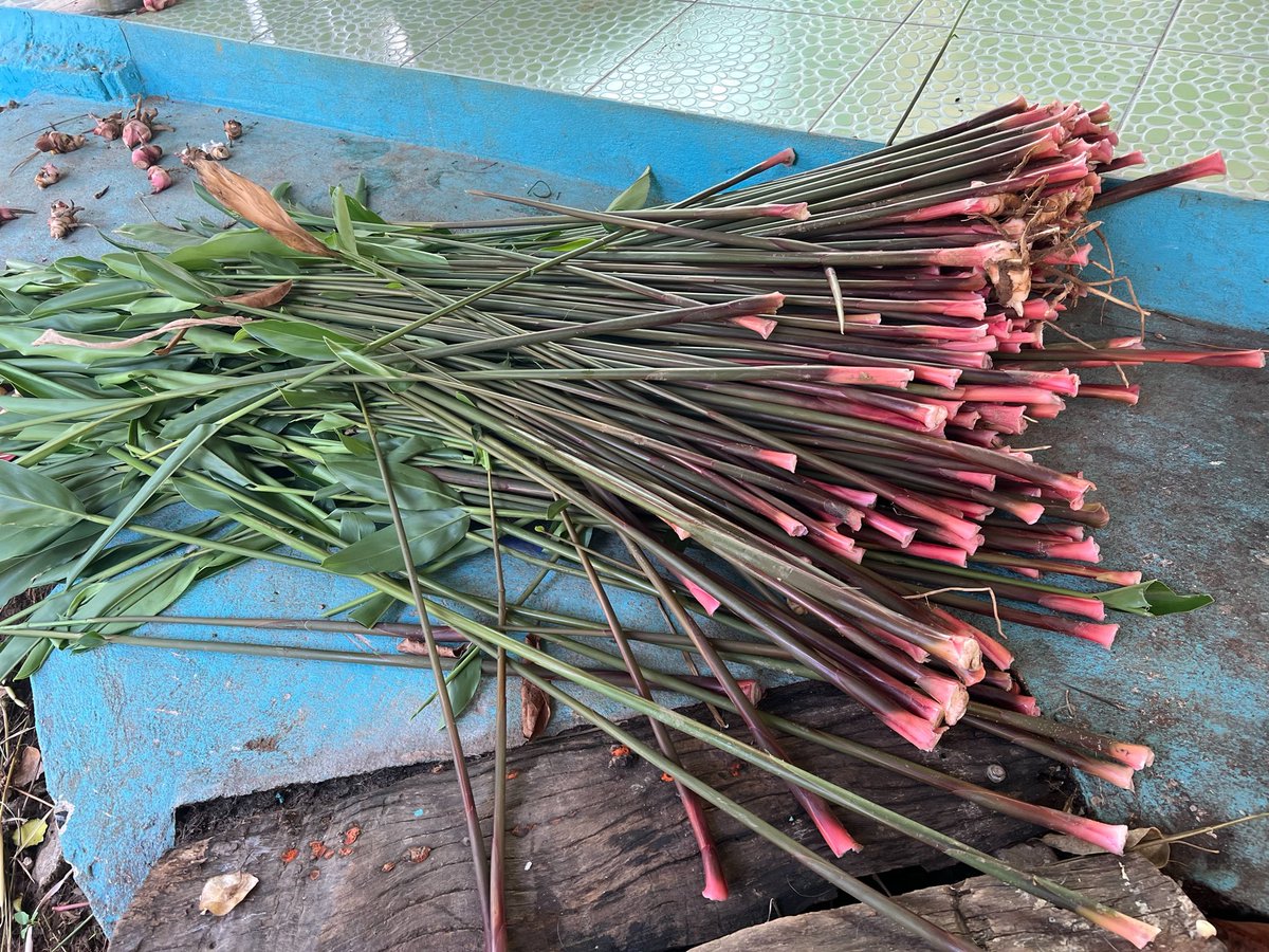 ๐ผ๐๐๐๐๐๐ต๐๐๐ tweet media