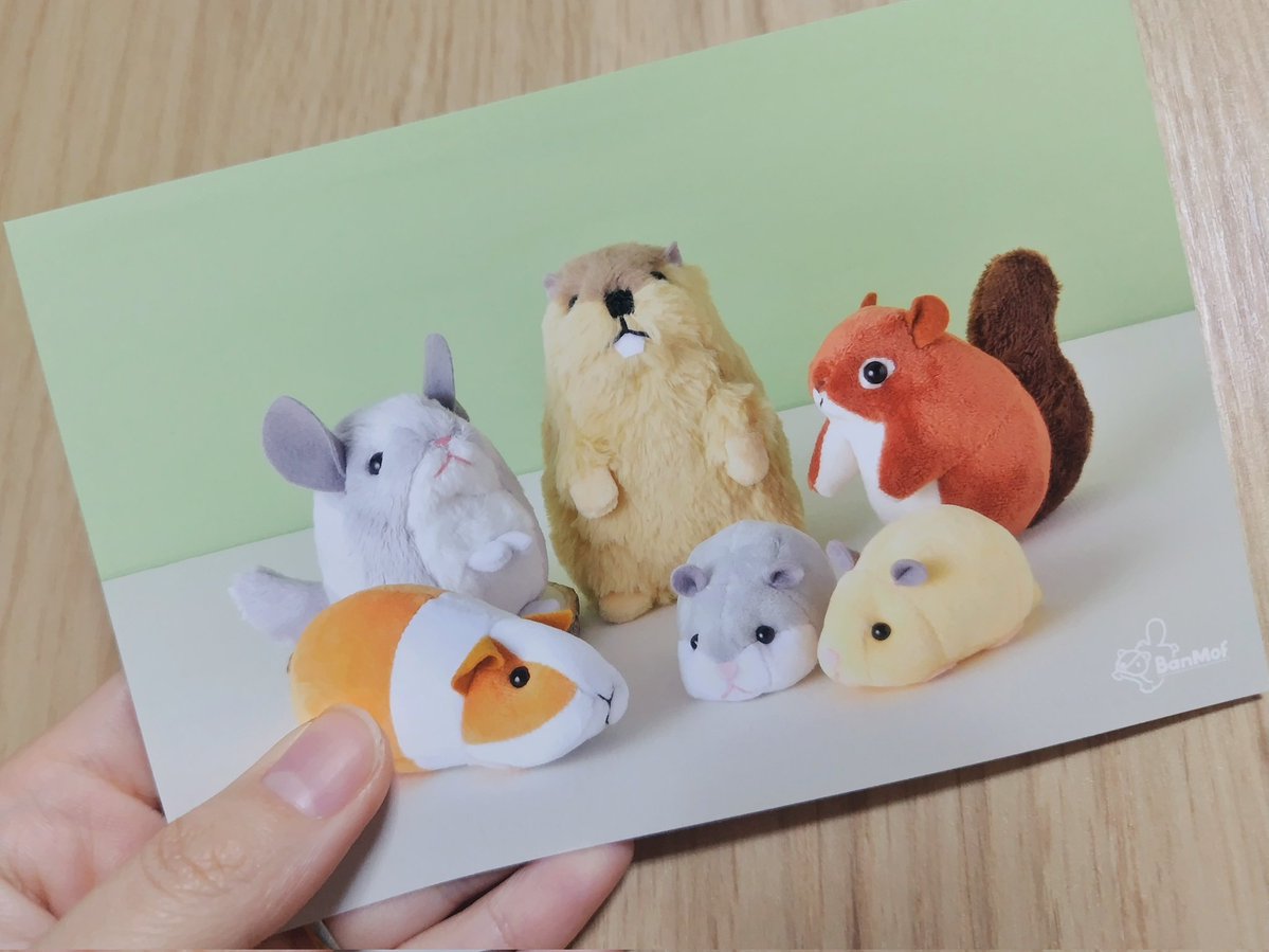 ばんばぱえりあ@新著『ことりのぬいぐるみ』 tweet media