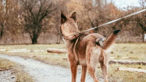 Au coeur des animaux tweet media