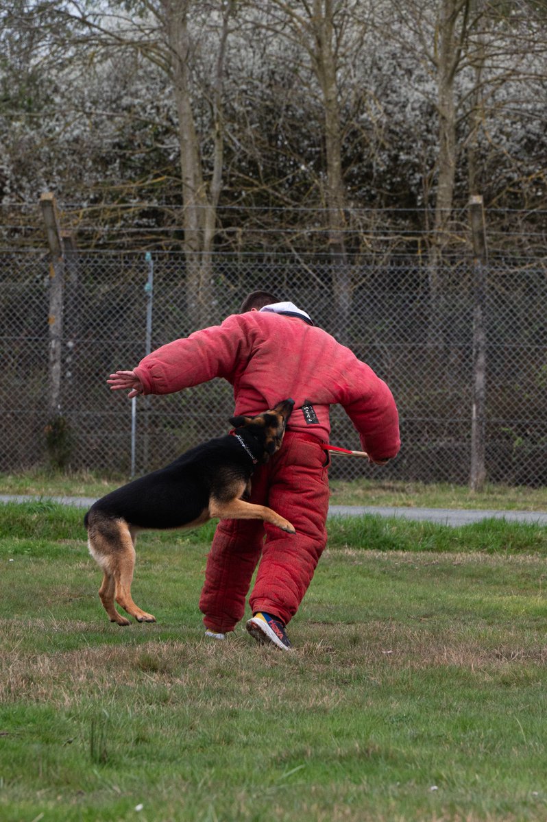 2edragons's tweet photo. #MondayMotivation : Problèmes de réveil ? Au 2e RD nous avons une solution rapide et efficace ! ⏰🐶
P.S : Personne n'a été maltraité dans le cadre du reportage.🐕
 @CommandementALT - @BrigadeDuGenie - @armeedeTerre - @armeeszoneouest https://t.co/3cmPlsFxcs