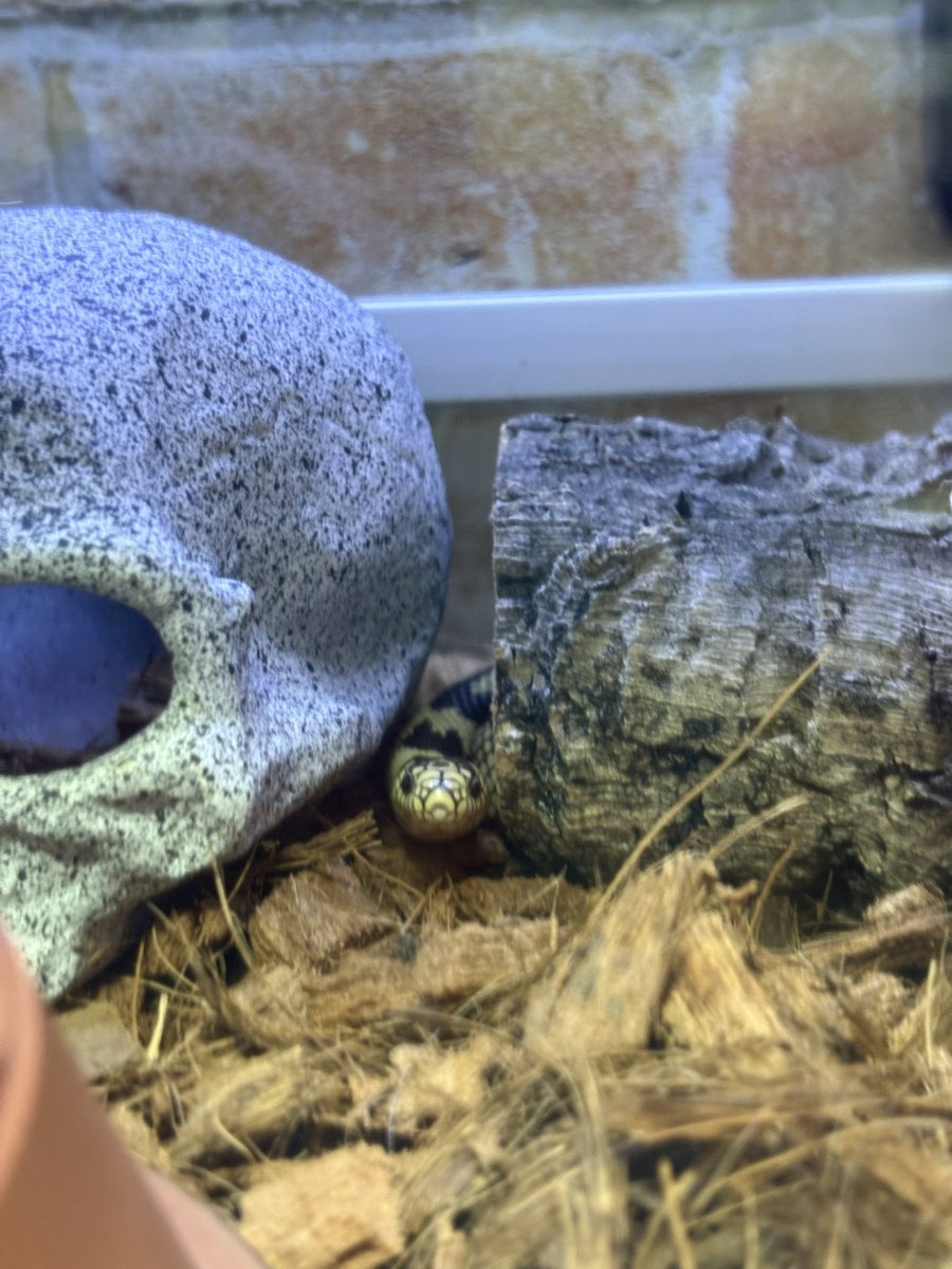 モロッコヨーグルト tweet media