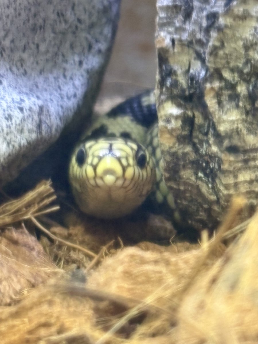 モロッコヨーグルト tweet media