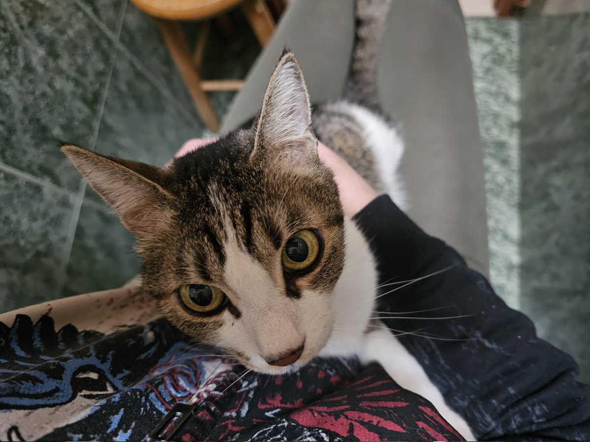 рыжая кошка гуляет по проводу tweet media