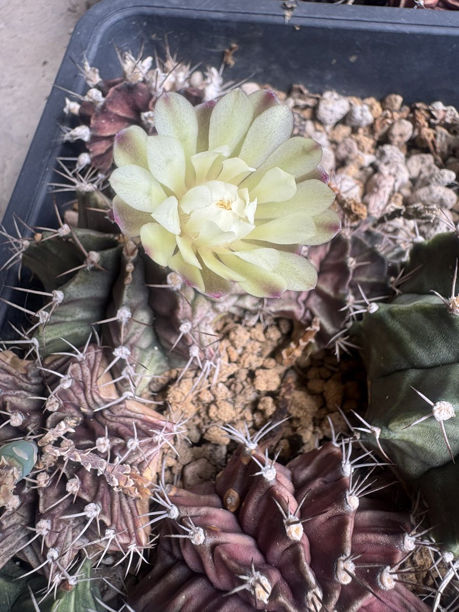 SttaeTun“พี่หนามทีมน้องลูกนีน” tweet media