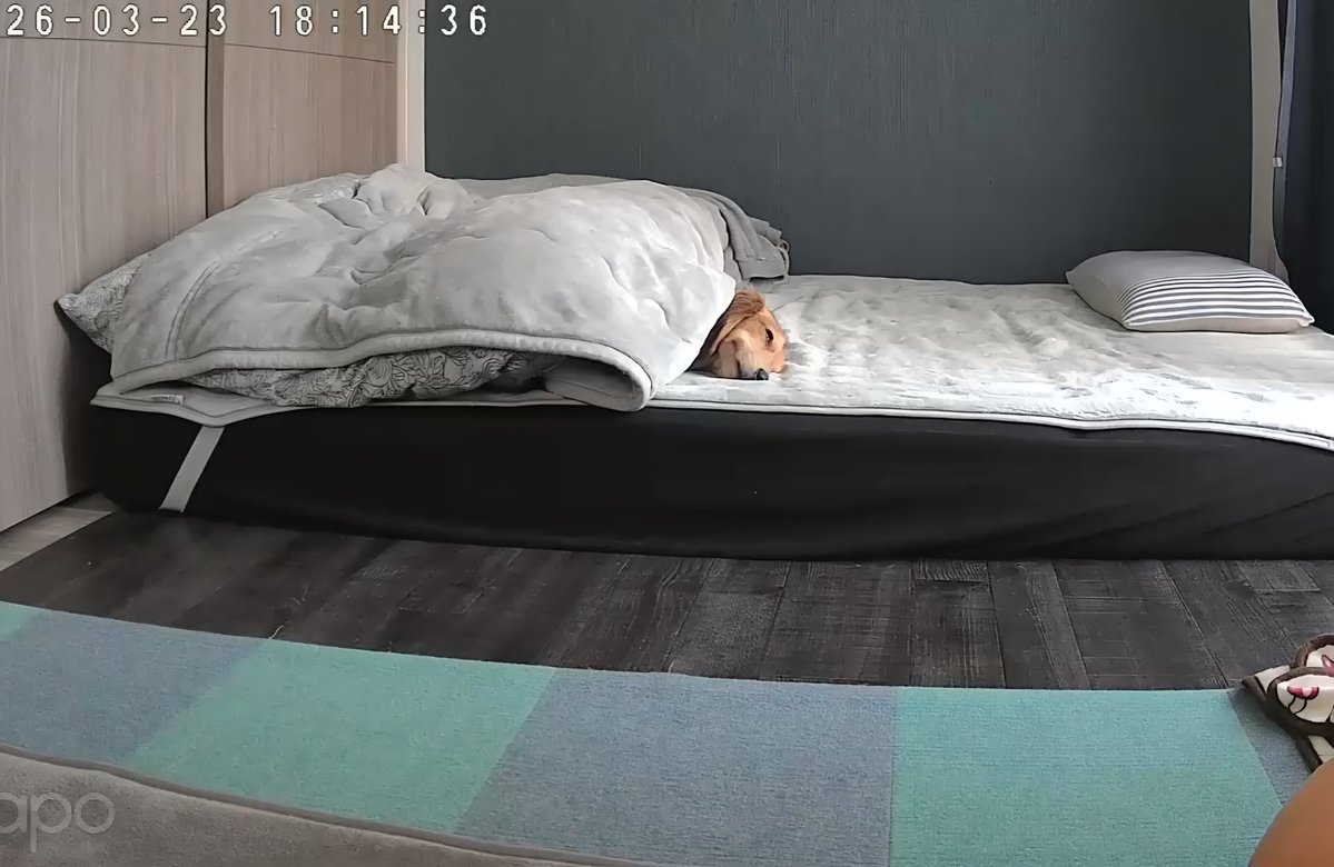 リ～くん歩くよ～…ﾄﾎﾞﾄﾎﾞ tweet media