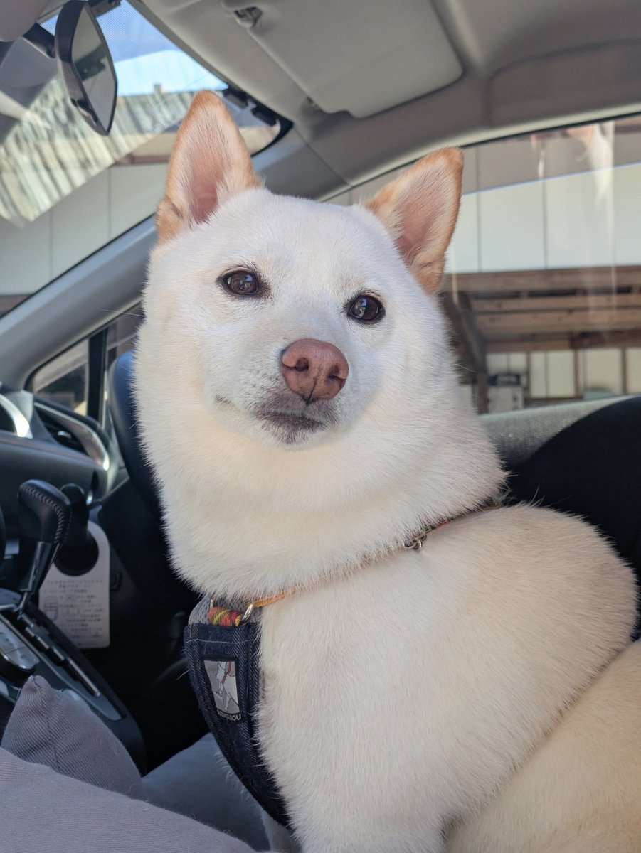 頑張ってワクチン接種を乗り越えたけど目がうるうるしちゃってる犬