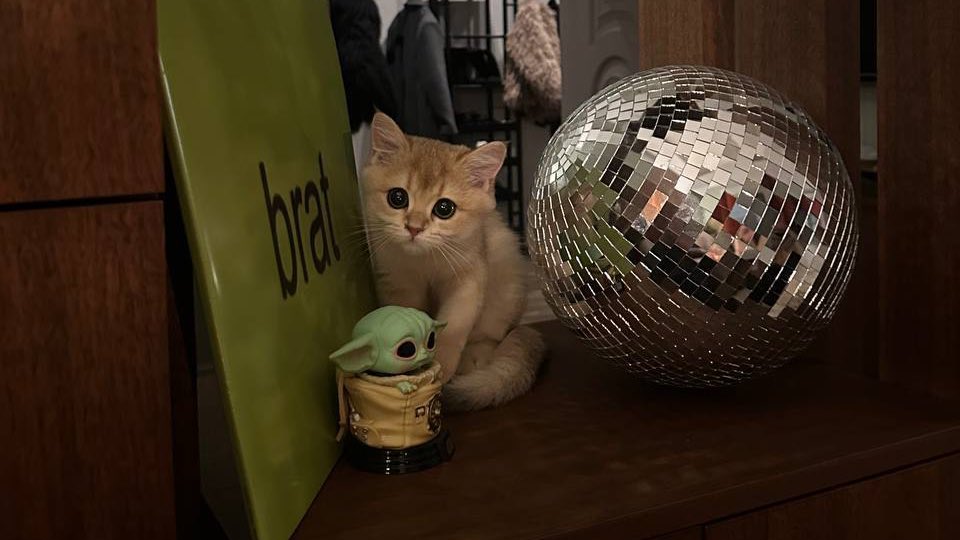 لِيان الجَوَى tweet media