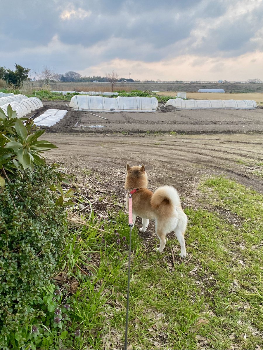 ごろぷぷ tweet media