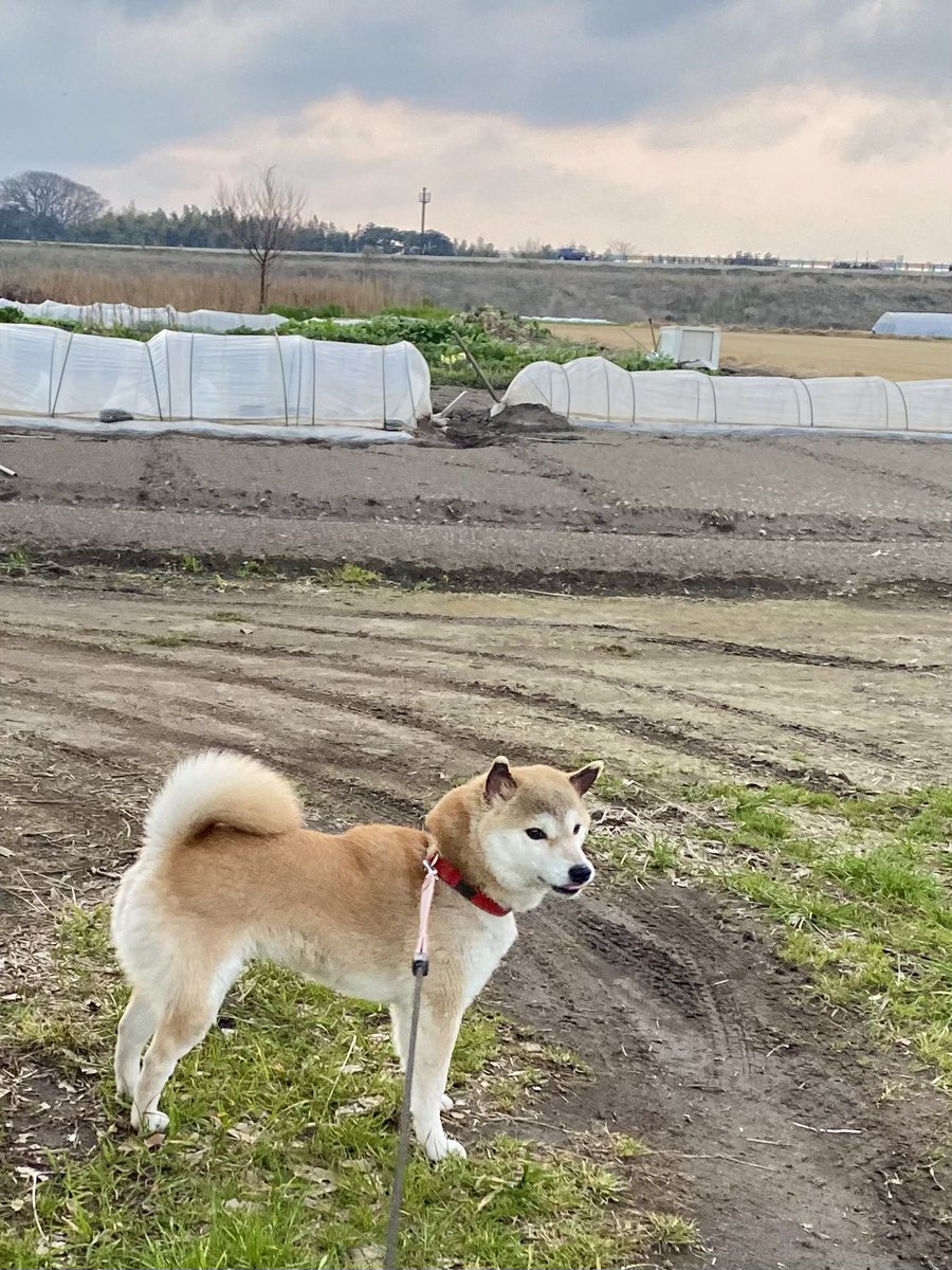 ごろぷぷ tweet media