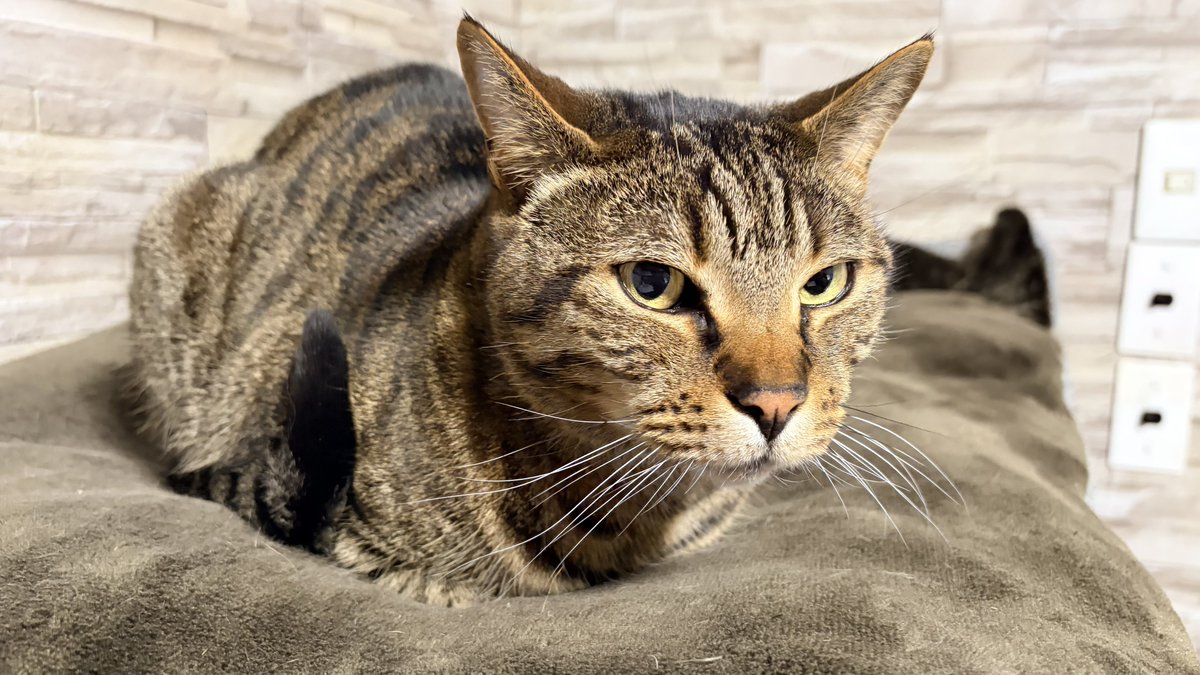 ねこちあ tweet media