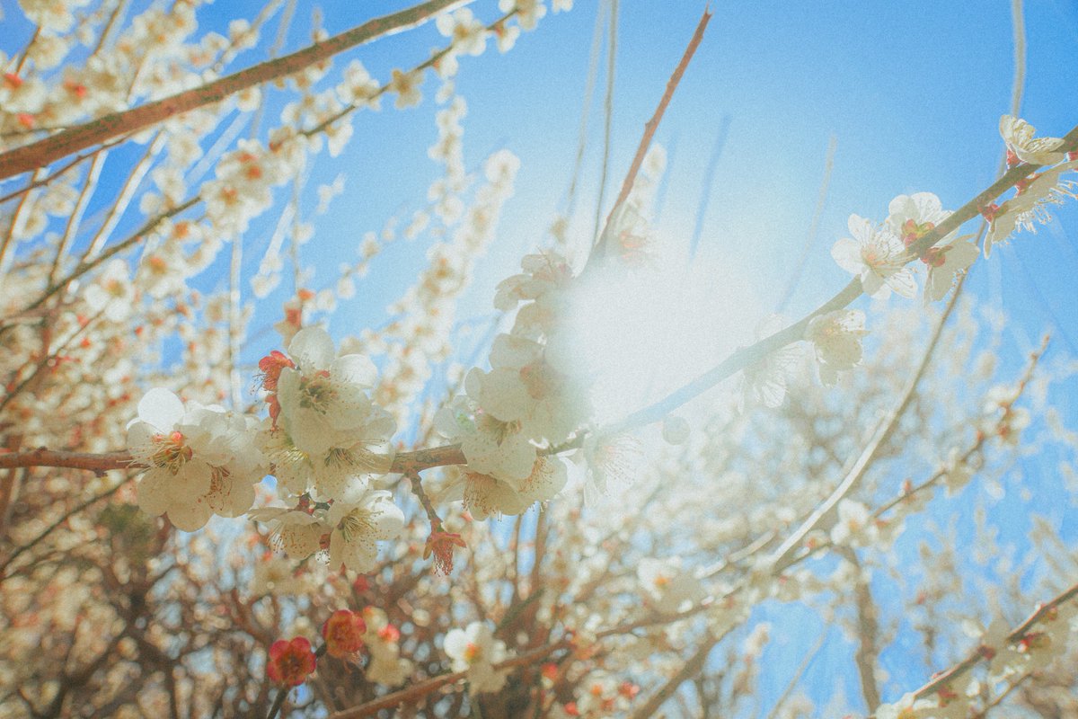 ☻紫苑☻ tweet media