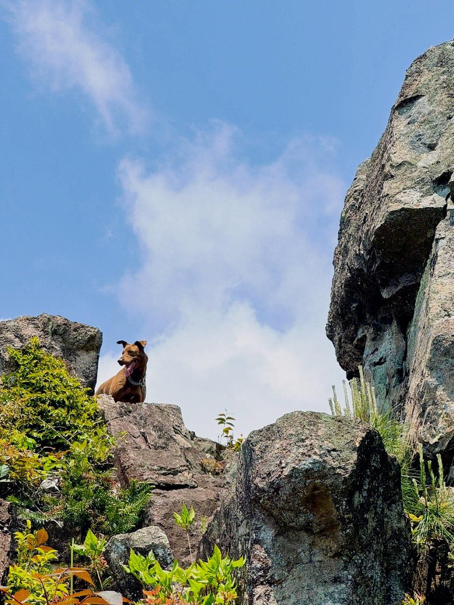 ld prestige tweet media