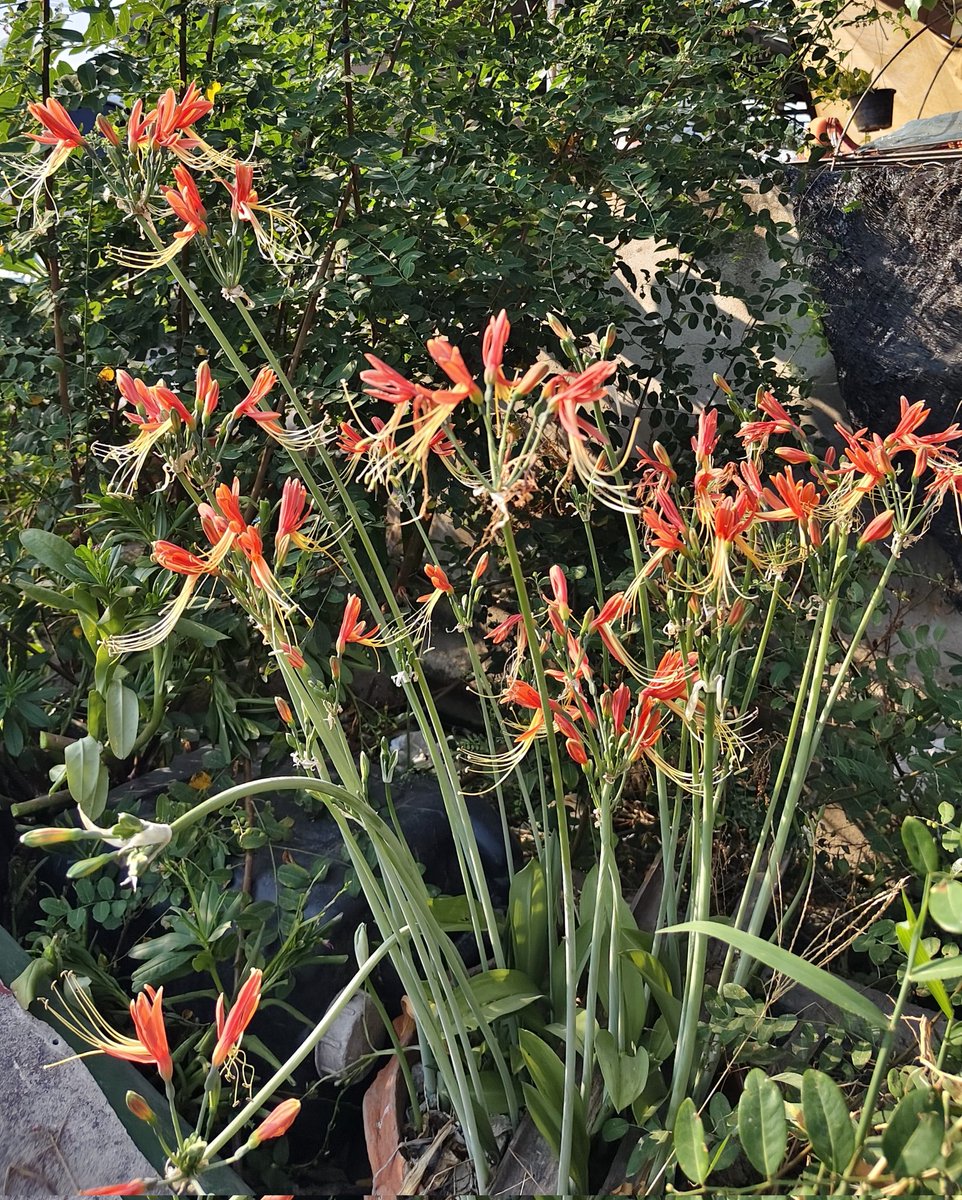 Ferrary_writer (อ่านว่าเฟอรารี่งับ) tweet media