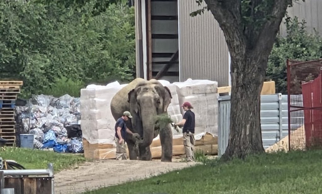 #T4Animals 🐘🦁🦒🐅🦊🦔🐻 tweet media