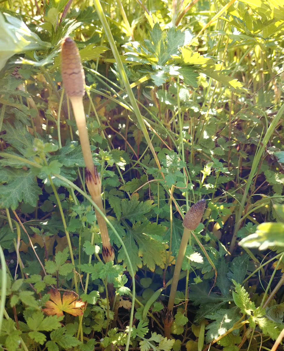 みみさん tweet media