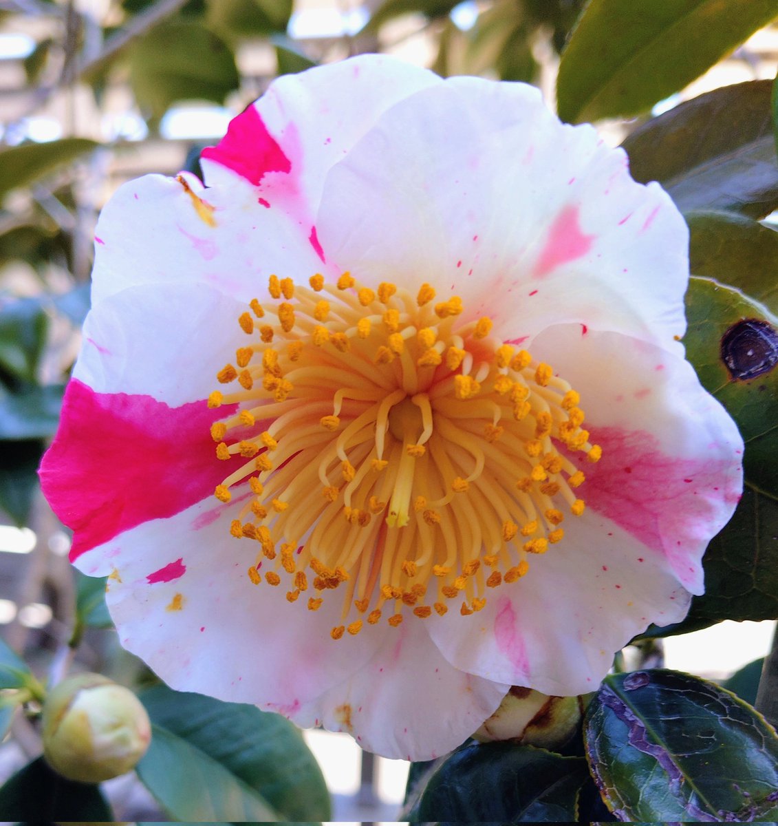 みみさん tweet media