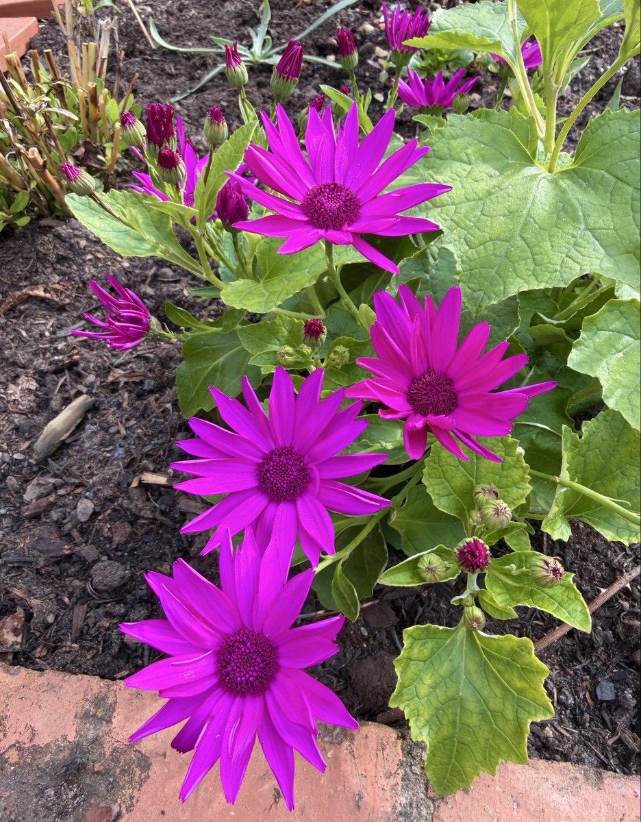 Walnut Kitchen Garden 🌶🫑🌼🍅🥦🌸🫐🍒🌿 tweet media