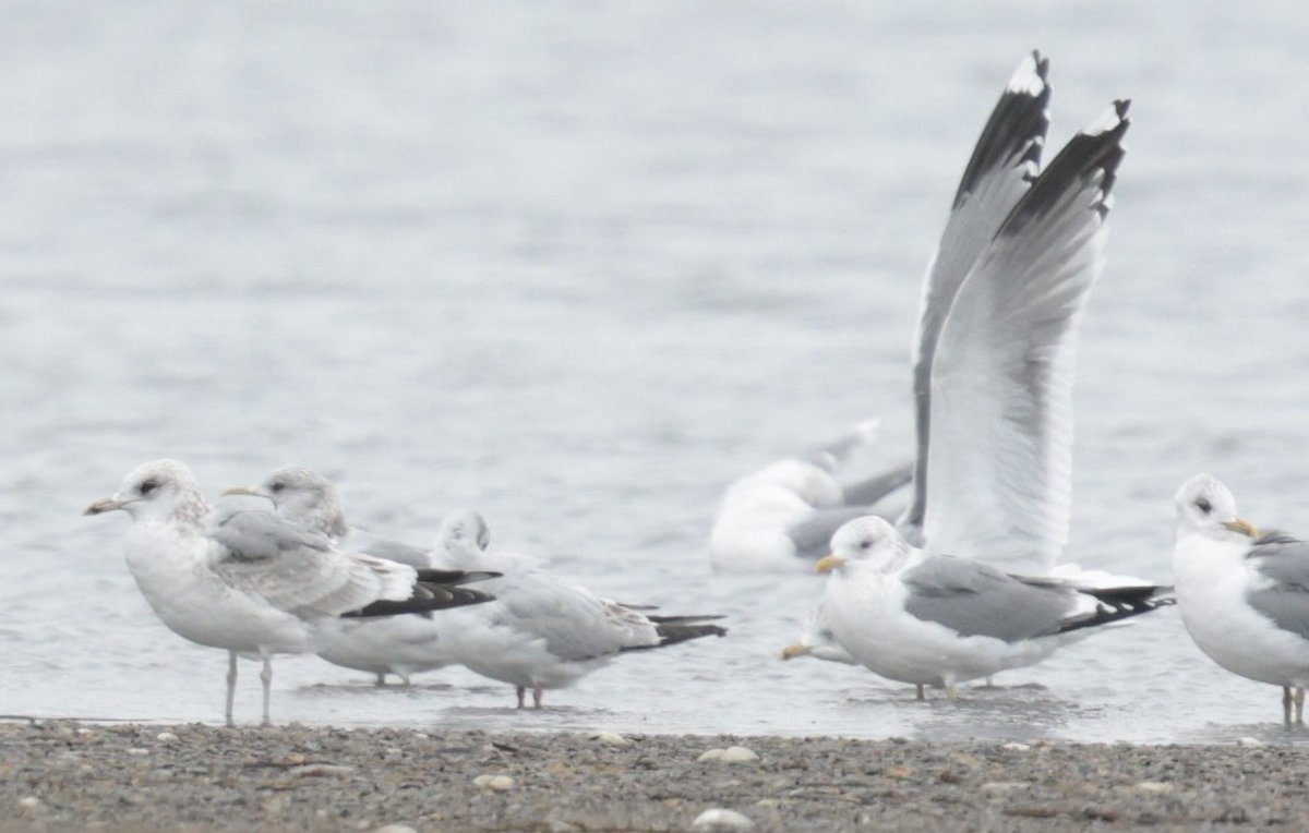 Rich Andrews tweet media