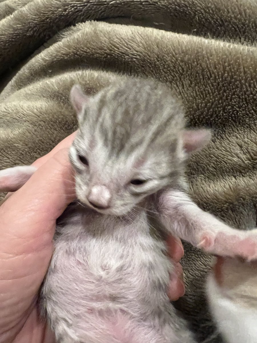 那須の森猫RIEN（ノルウェージャンフォレストキャットブリーダー） tweet media