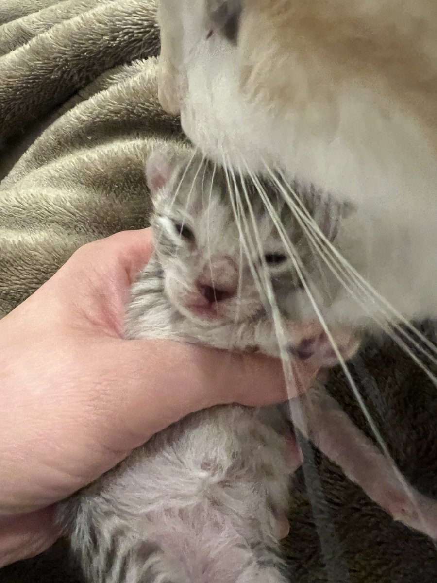 那須の森猫RIEN（ノルウェージャンフォレストキャットブリーダー） tweet media