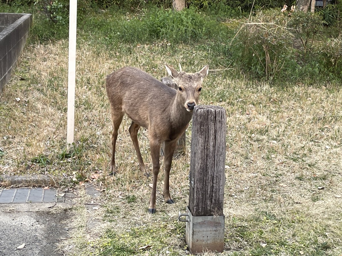 パスカ tweet media