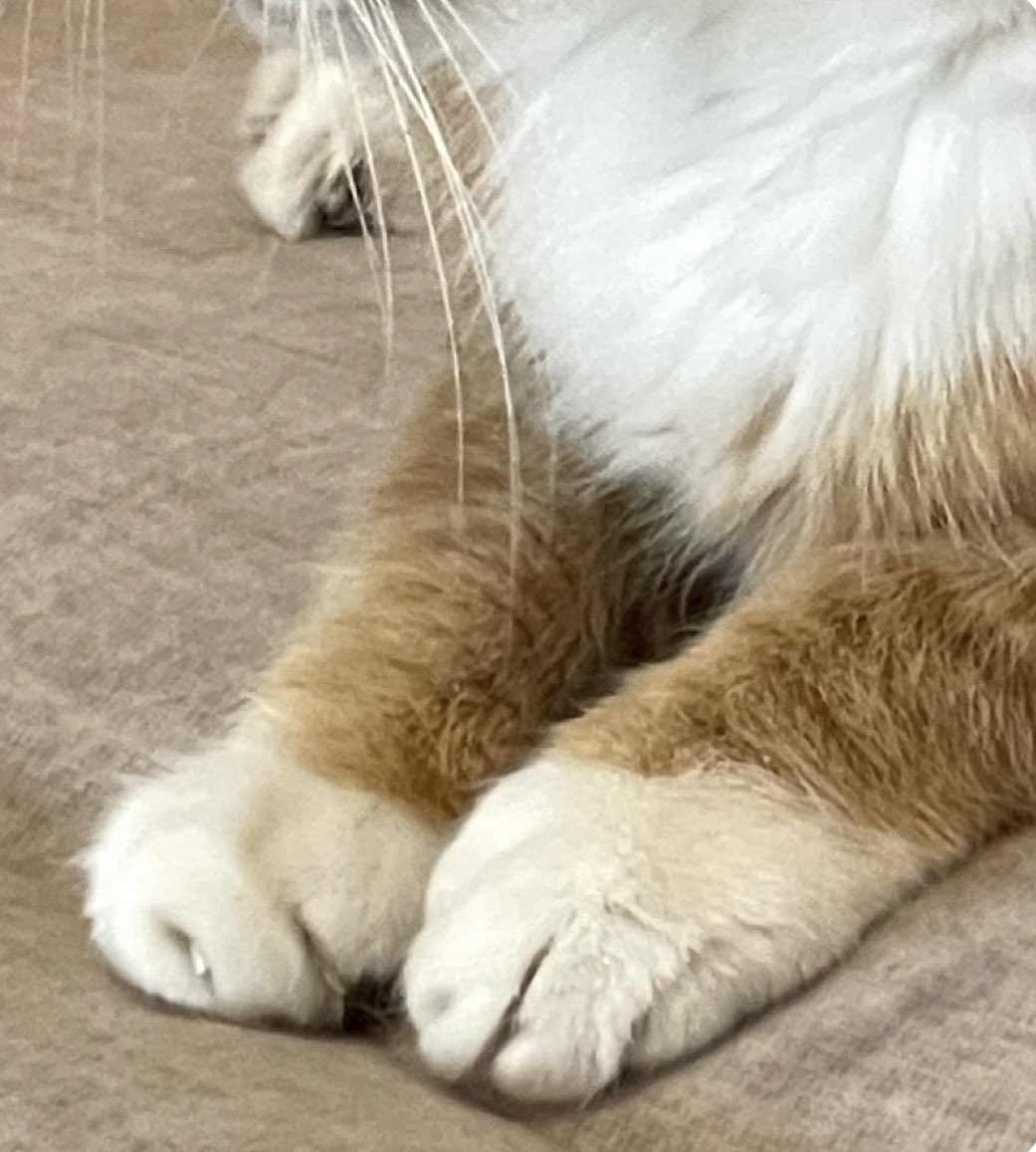 Willow & 🌈Rosie (Mrs Bear) tweet media