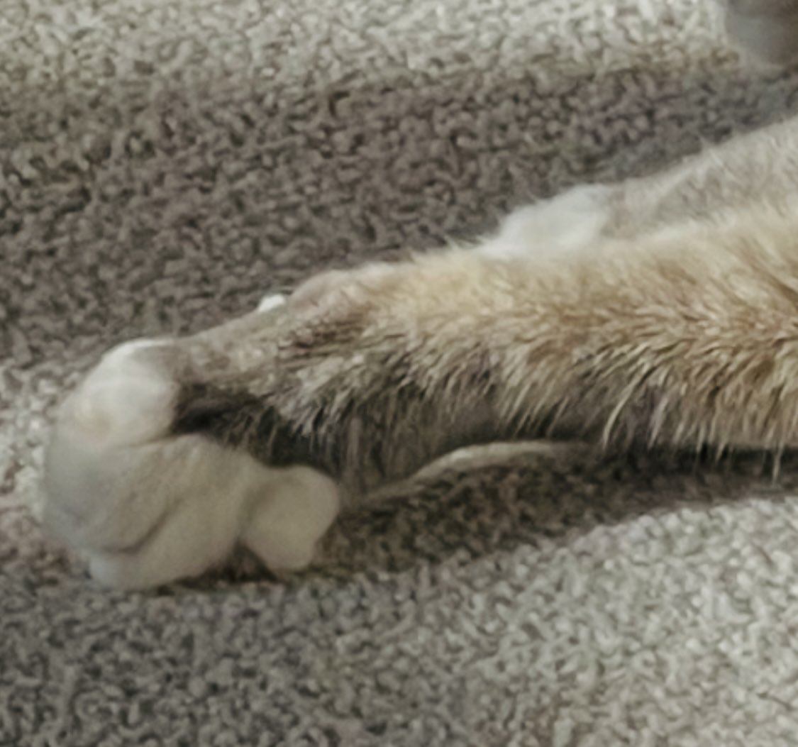 Willow & 🌈Rosie (Mrs Bear) tweet media